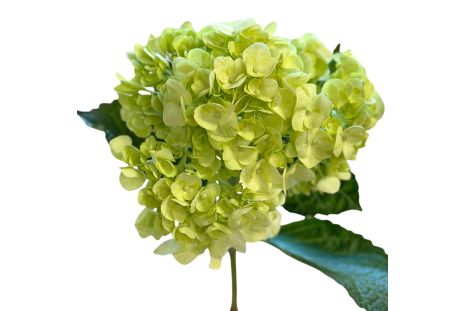 Hydrangeas Mojito Green