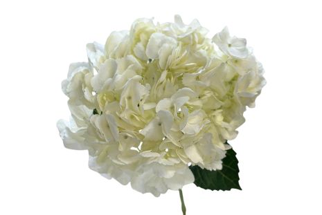 Hydrangeas White Select