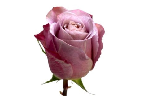 Mauve Lavander Purple Moon Roses 