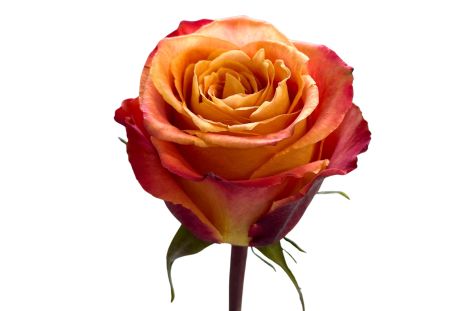 Yellow Bicolor Silantoi Roses 