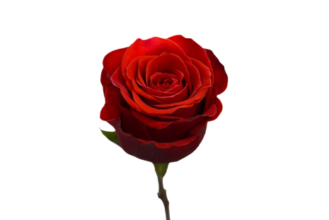 Dark Orange Rose Nina 