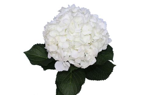 Hydrangea White Antique