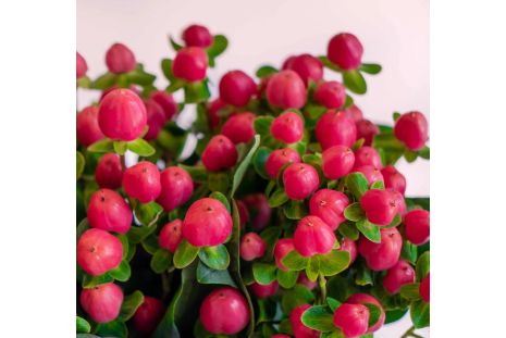 Hypericum &mdash; red