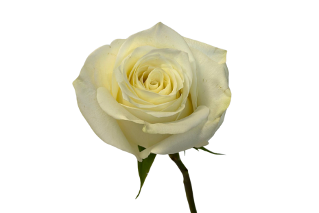 Light Pink Madonna Roses