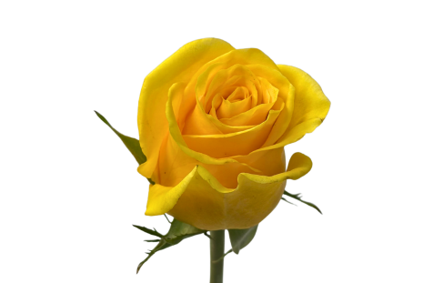 Yellow Rose Momentum