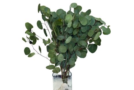fresh silver dollar eucalyptus wholesale for floral designs