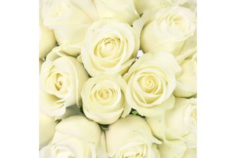 Sweetheart Roses White