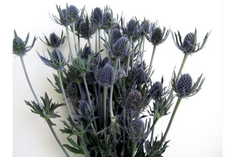 Thistle Eryngium Blue Bell