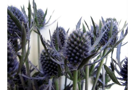 Thistle Eryngium Dynamite