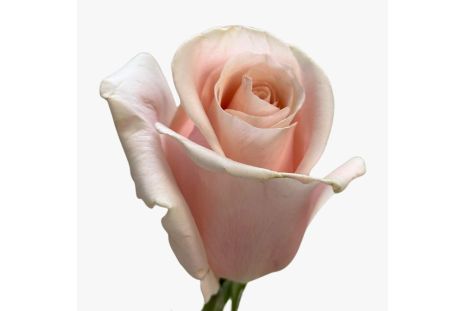 Light Pink Madonna Roses