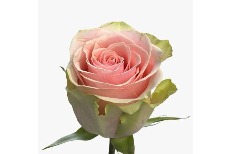 Light Pink Rose Salma