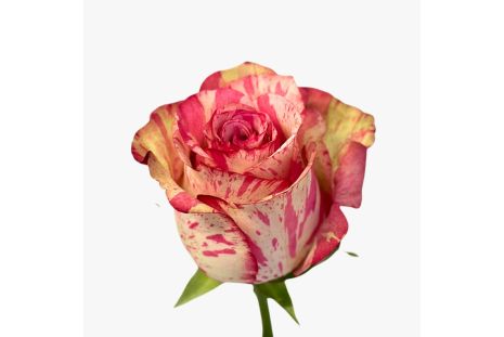 Light pink Magic time premium roses 