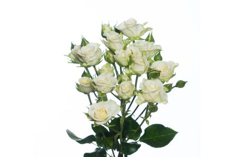 Spray Rose Snowflakes White