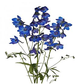 Delphinium hybrid - dark blue