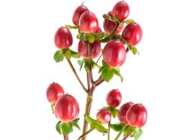 Hypericum — red