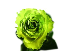 Green Rose Wimbledon