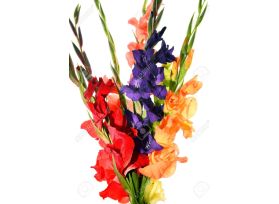 Gladioulus— assorted