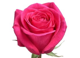 Hot Pink Rose Pink Floyd