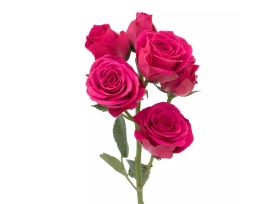 Spray Roses Hot Majolica