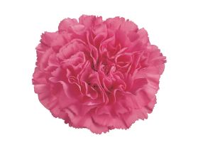 Carnation pink
