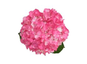 Hydrangea Tinted Hot Pink