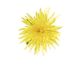 spider mum — yellow