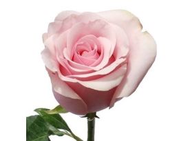 Light Pink Rose Titanic