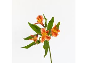 Alstroemeria Orange