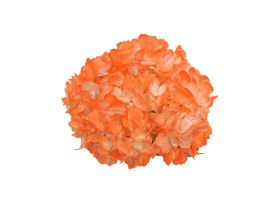 Hydrangea Tinted Orange