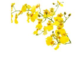 Oncidium Small