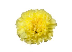 Carnation Yellow