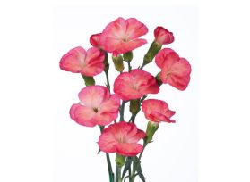 Solomio - Pink