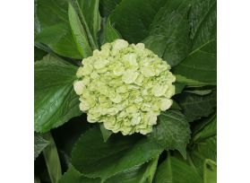 Hydrangeas Mojito Green