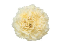 Carnation Creamy Yellow
