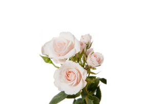 Spray Rose Pink Majolika
