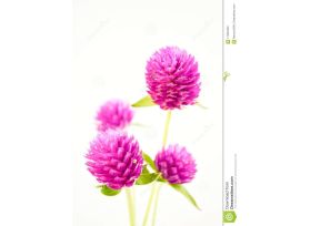 Gomphrena - Hot Pink