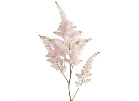 Astilbe - light pink