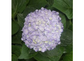 Hydrangea Lavander Antique