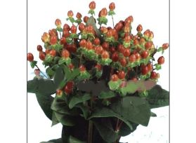 Hypericum — brown