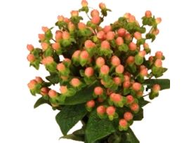 Hypericum — orange