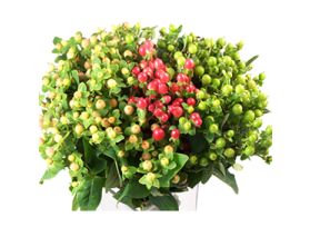 Hypericum — assorted