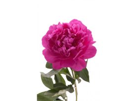 Peonies - Fushia Pink