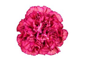 Carnation Zulu
