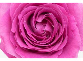 Garden Rose Bliss Cerise