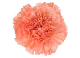 Coral-Megan5-Carnation