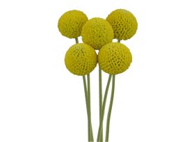 Billy Balls