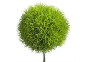 Dianthus