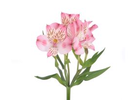 Alstroemeria  LIght Pink