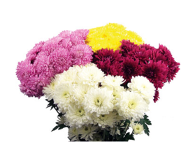 cushion poms — assorted