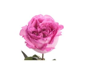 Garden Rose Ives Piaget